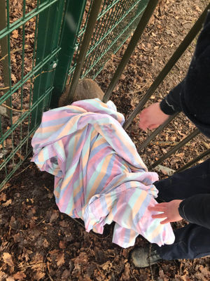 The roe deer was rescued by the RSPCA after getting trapped in railings around Smestow School, in Wolverhampton