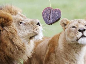 Supporting image for story: Letter: Love is a gift that must be cherished