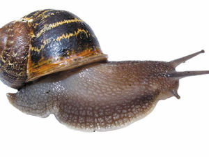 Supporting image for story: Telford broadband cabinet fire caused by . . . snails