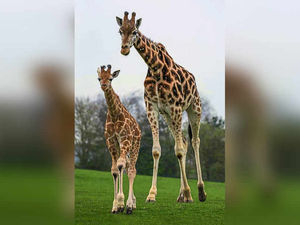 Supporting image for story: West Midlands Safari Park baby giraffe explores the outdoors