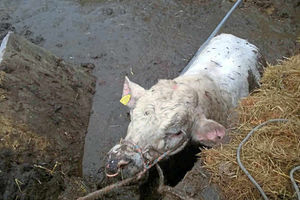 Joey was rescued in Weston, Prees Green