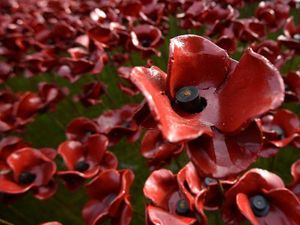 Supporting image for story: A new website wants to show the location and story behind each Tower of London poppy