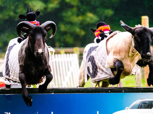 Sheep Race was a popular attraction at Hoo Farm Animal Kingdom in Telford, with visitors from across region to watch sheep​​​​​​​ negotiate a cours​​​​​​​e with the promise of a good feed at the end.​​​​​​​ Racing is no more but the venue, now Hoo Zoo and Dinosaur World, remains popular.: 