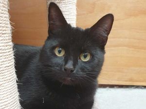Supporting image for story: Tragic story of black cat who hasn't had a single rehoming enquiry in 200 days at rescue centre