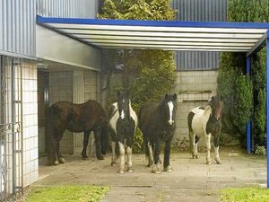 Supporting image for story: Hundreds of horses are taken off streets
