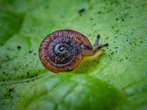 Supporting image for story: Snails on ‘edge of extinction’ released into wild after UK breeding success