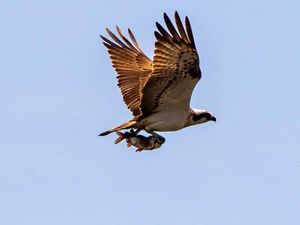 Supporting image for story: Yorkshire’s first breeding ospreys for centuries ‘nothing short of a miracle’