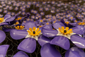 Flowers on display at Shugborough Estate