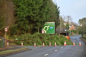 The fallen tree