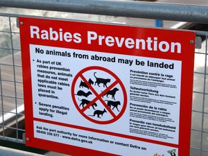 Supporting image for story: What is rabies and how is it spread?