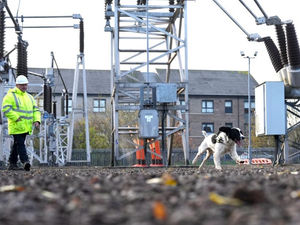 Supporting image for story: Meet the sniffer dog who helps find energy leaks deep underground and keep power flowing