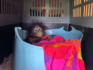 Supporting image for story: Baby orangutan travels first class to join youngsters at Dorset monkey sanctuary