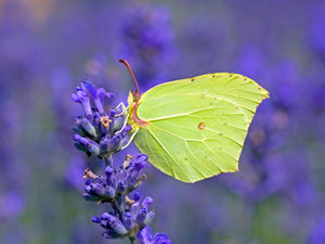 Supporting image for story: People of Shropshire challenged to watch the skies for 2023 Big Butterfly Count