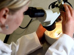 Supporting image for story: University once again accepting bodies donated for science