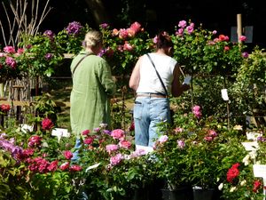 New Summer Plant Fair at Chasewater Country Park This Sunday