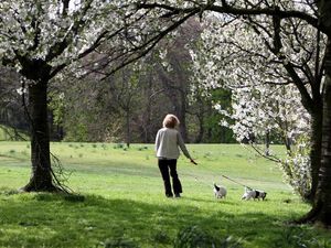 Supporting image for story: Dog owners asked to keep pets on lead to protect ground-nesting birds