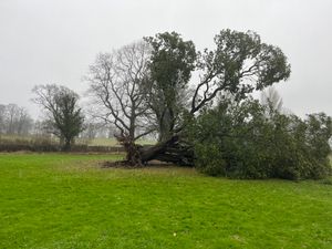 Supporting image for story: Clean-up continues at Christian conference centre near Oswestry after storm knocks down more than 40 trees