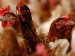 Supporting image for story: Plan for new broiler chicken facility