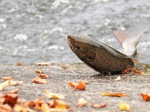 Supporting image for story: Weir needs extra fish pass costing up to £1 million, expert says