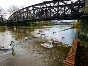 Supporting image for story: Shropshire & Mid Wales floods: Barriers remain in place - but the swans don't mind