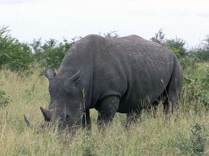 Supporting image for story: Anti-poaching technology to expand globally in bid to save wildlife
