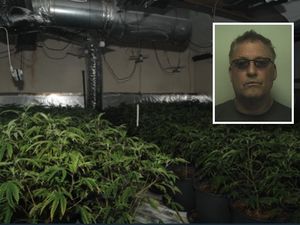 Supporting image for story: Aldridge man, 56, jailed after £200k worth of cannabis plants discovered