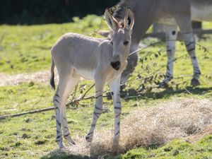 Supporting image for story: Rare Somali wild ass born in UK safari park