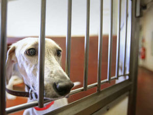 Supporting image for story: Poll: Should there be tougher sentences for those guilty of animal cruelty?