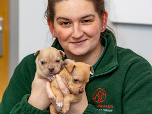 Supporting image for story: Puppy 'damaged' when dumped in bag looking for new home after brother is adopted