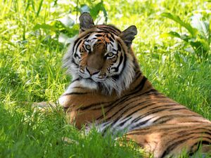 A tiger in the grass