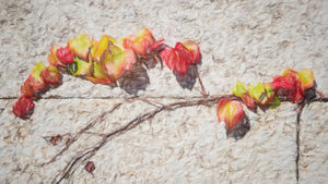 Norman O‘Neill – Between Fade & Fall