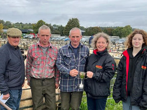 Supporting image for story: Successful auction sees more than 2,000 breeding sheep sold at Bishop's Castle