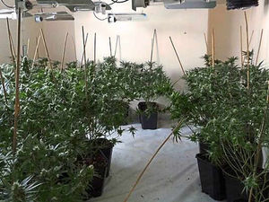Supporting image for story: Two arrested after officers discover Wednesbury cannabis farm