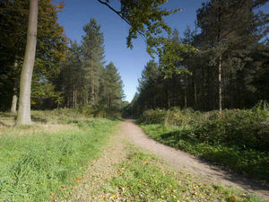 Supporting image for story: Culling plan may see Cannock Chase deer targeted