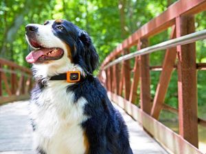 Supporting image for story: Motorola has launched a wearable for your dog