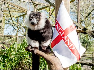 Supporting image for story: Dudley Zoo to host annual St George's Day celebrations