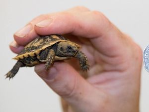 Supporting image for story: Meet the West Midlands' cutest tortoise - the size of a 50p