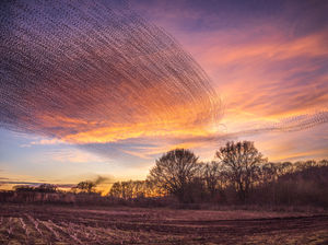 Supporting image for story: Beautiful murmuration captured against pastel Shropshire skies