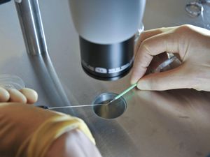 Supporting image for story: Lack of transparent data on egg freezing creating ethical issues, experts warn