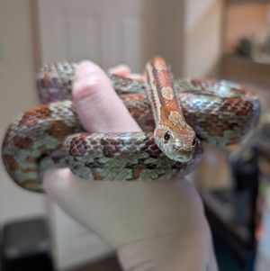 The organisation helps look after exotic pets