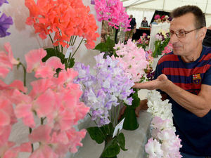 Supporting image for story: Pictures and video: Wem Sweet Pea Show 2016