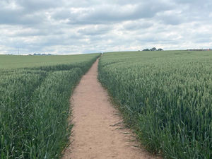 Supporting image for story: Farmed landscape provides ‘massive’ mental health and well-being benefits
