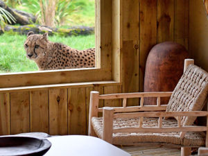Supporting image for story: West Midland Safari Park: Rhino lodges on the way as cheetah rooms sell-out in no time