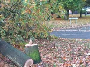 A tree was cut down in Telford. Picture: Luci Creed