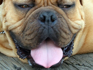 Supporting image for story: Police called to dogs left in hot cars five times this bank holiday