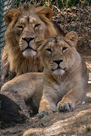 Asiatic lions, Keshari and Kirana