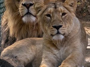 Supporting image for story: Love is in the air at Dudley Zoo and Castle