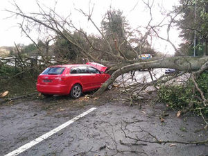 Supporting image for story: PICTURED: Lucky escape for pair as 70ft tree falls onto car