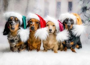 Supporting image for story: 'Santa Paws' is coming to town: Dachshund Extravaganza heading to Whitchurch this weekend