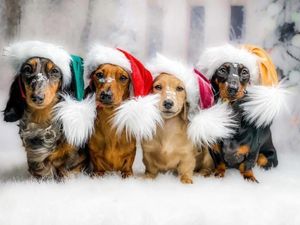 Supporting image for story: 'Santa Paws' is coming to town: Dachshund Extravaganza heading to Whitchurch this weekend